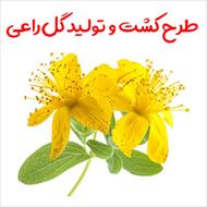 طرح کشت و تولید گل راعی